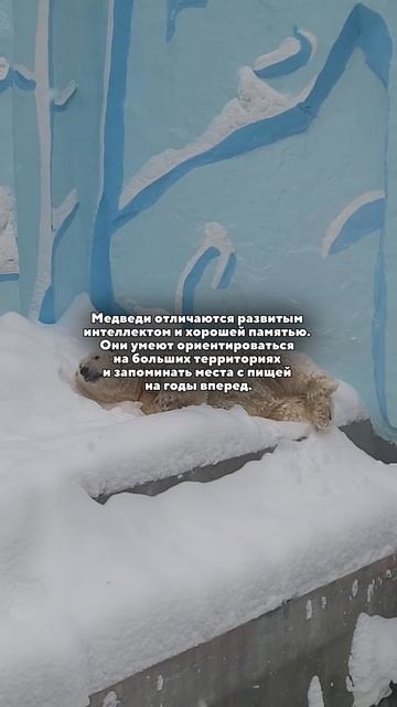 Медведь — один из самых узнаваемых символов дикой природы