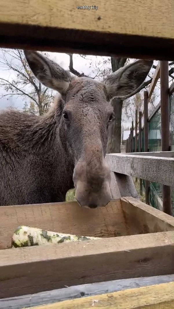 Лосиная биостанция #земнойирий #лосиныйостров #лоси #як #пятнистыеолени #олени #животные