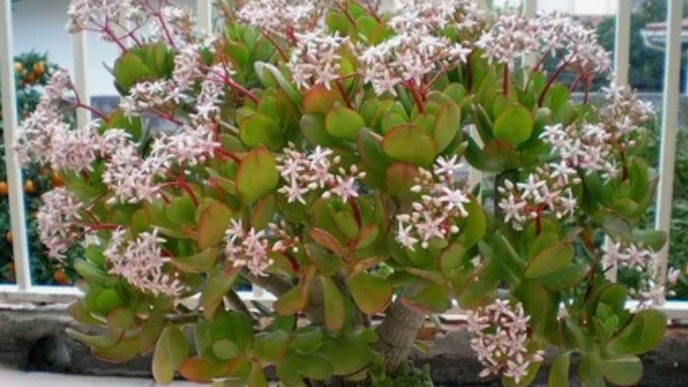 Чем поливать денежное дерево, чтобы оно зацвело! Простая и доступная подкормка смотреть онлайн