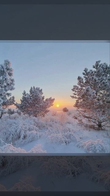 КАКИЕ ЖЕ КРАСИВЫЕ ЗИМОЙ ЛЕСА! СТОЯТ В СНЕГУ КАК В СКАЗКЕ…