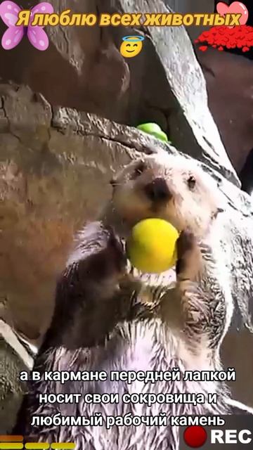 Я люблю всех животных😇 смотреть онлайн