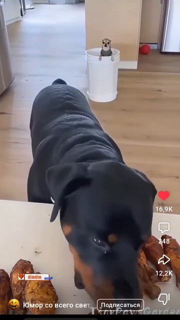 смешные песики