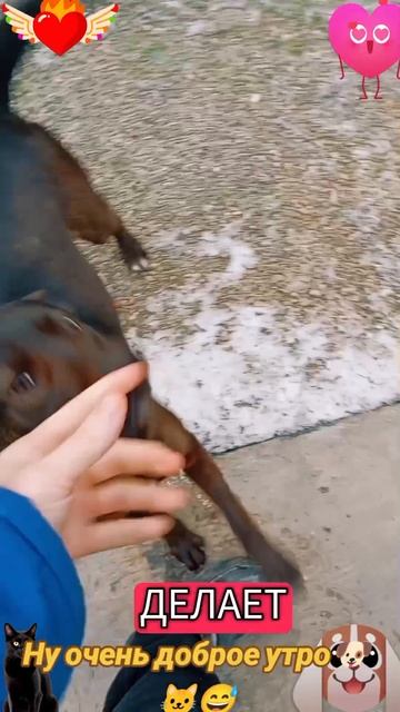 Ну очень доброе утро🐶🐱😅 смотреть онлайн