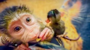 Степашка с Маней НАУЧИЛИСЬ ИГРАТЬ и вообще за неделю у Маняши ВЕЛИКОЛЕПНЫЙ ПРОГРЕСС!