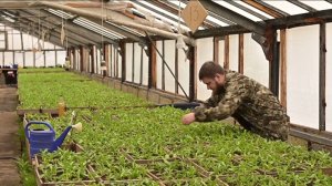 Петуния и другие новинки: Магадан ждёт необычный цветочный сезон