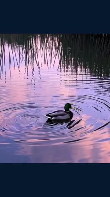 #животные #зоопарк #мирживотных #любимцы