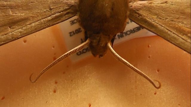 БРАЖНИКИ: 679. Phylloxiphia domi