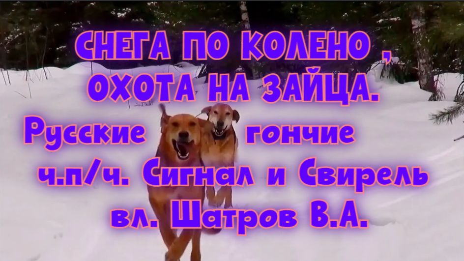 СНЕГА ПО КОЛЕНО , ОХОТА НА ЗАЙЦА. Русские гончие ч.п/ч. Сигнал и Свирель вл. Шатров В.А.#hunting смотреть онлайн