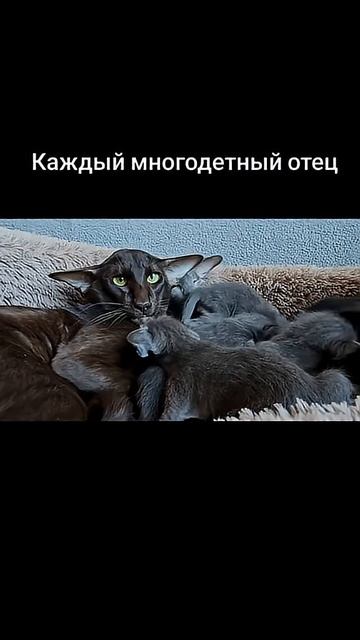 Многодетный отец 🤣кот в шоке ))) он рассчитывал на одного 😂