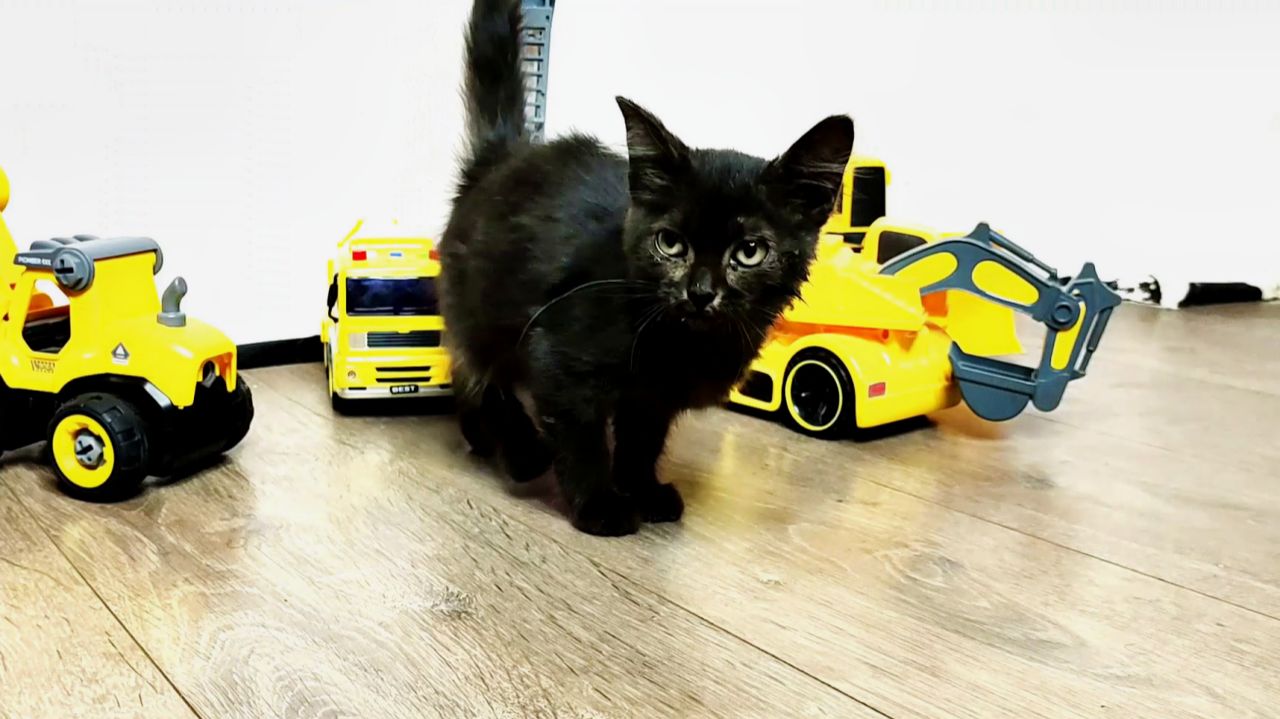 Как живётся спасённому чёрному котенку. Часть 4. Как живётся спасённому чёрному котенку. Часть 4.