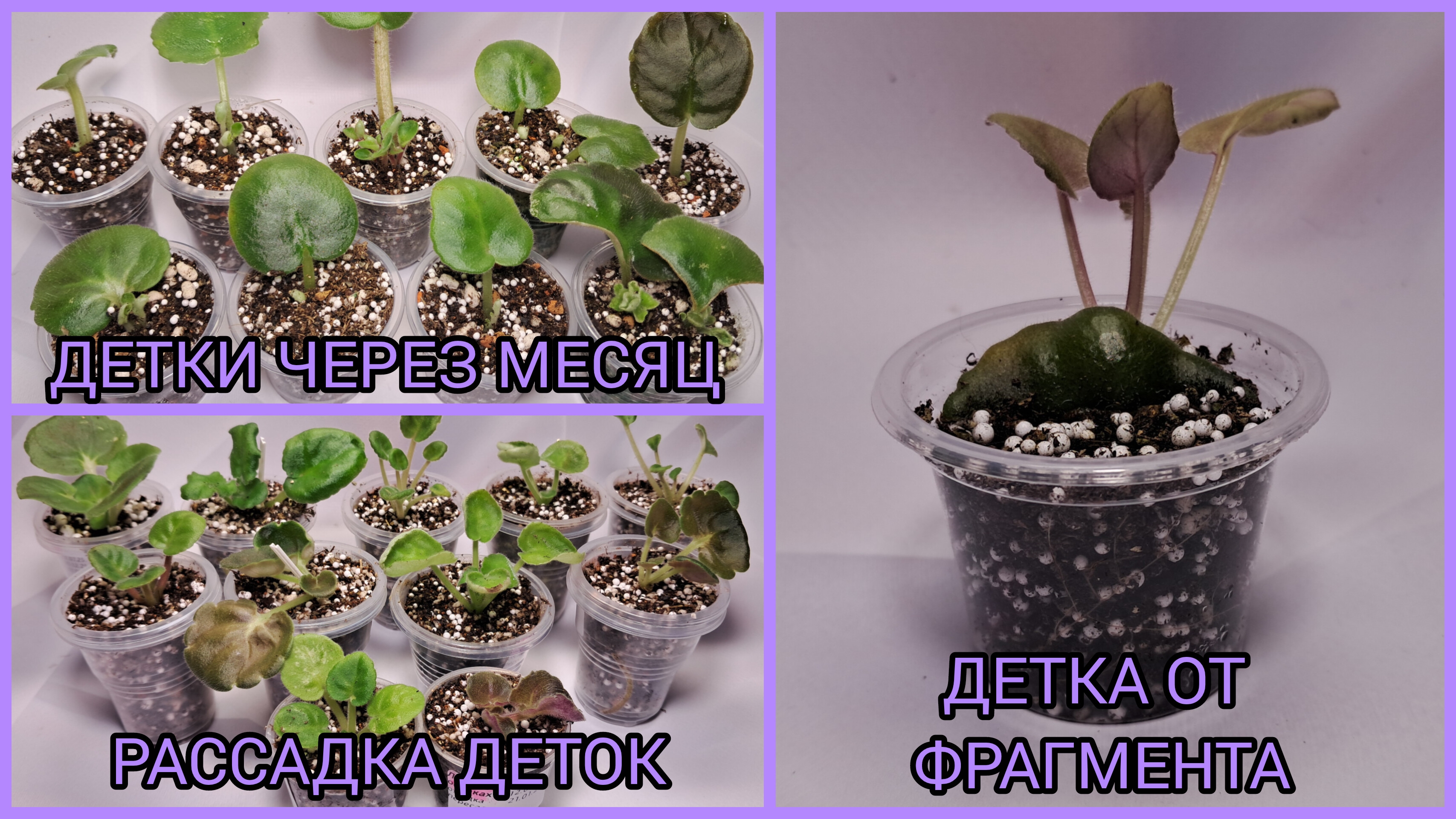 Детки появились через месяц. Детка от фрагмента. Отсадка и рассадка деток фиалок. смотреть онлайн