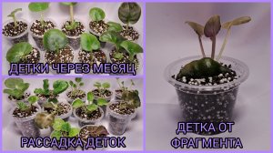 Детки появились через месяц. Детка от фрагмента. Отсадка и рассадка деток фиалок.