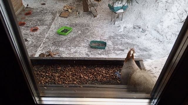 невесты белки