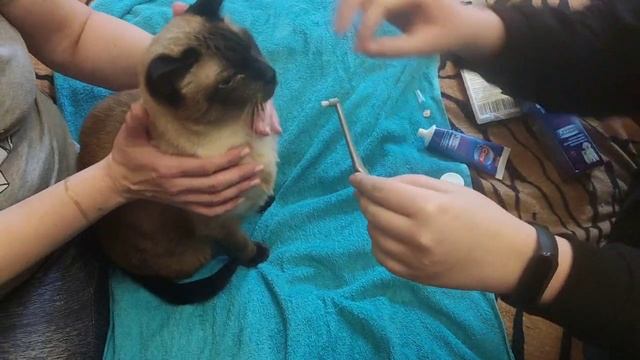 Как почистить зубы коту смотреть онлайн