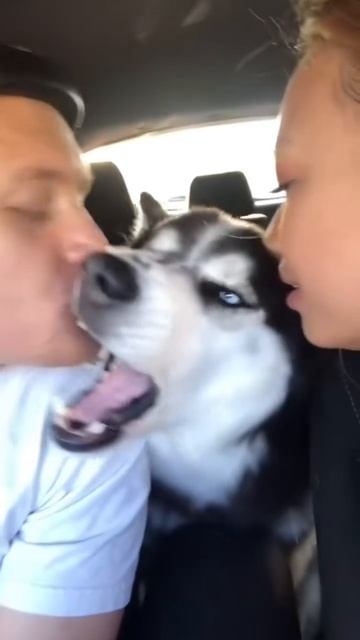 Какие разные питомцы