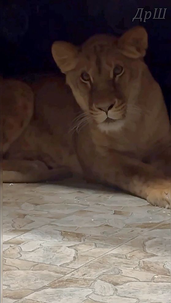 Где же ты любимый мой? Царь Шерхан к всрече Киары готов! смотреть онлайн