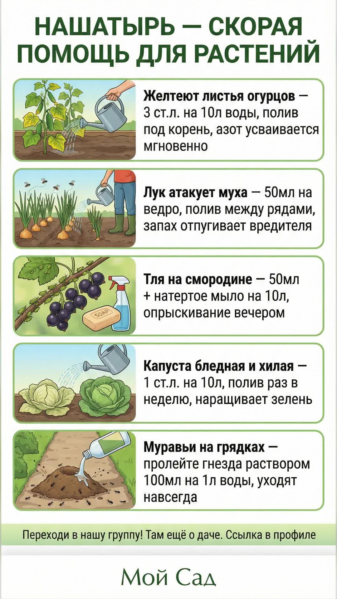 Нашатырь: Спасение Вашего Урожая