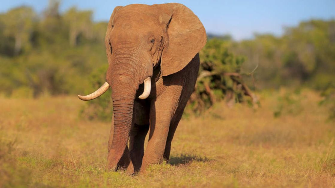 Слон протаранил сафари-джип с британскими туристами смотреть онлайн