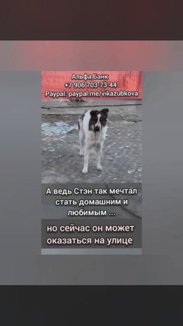 Его бросили и забыли те, на кого он смотрел благодарными глазками….Помогите спасти..Новая жертва Его бросили и забыли те, на кого он смотрел благодарными глазками….Помогите спасти..Новая жертва