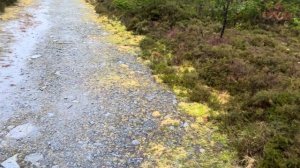 305. Он уехал, я теперь одна...