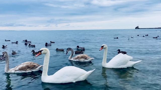 В Крыму мёрзнут лебеди