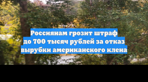Россиянам грозит штраф до 700 тысяч рублей за отказ вырубки американского клена