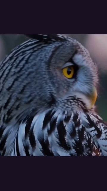 #животные #животные_мира #любовь_к_животным #собаки #зоопарк #природа