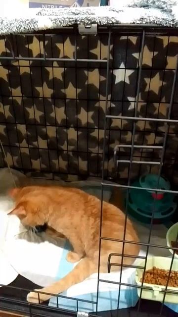 Наш Оливер ❤️