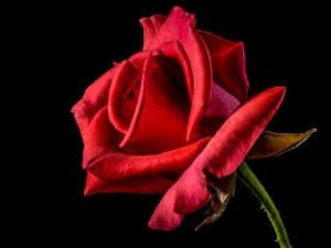 Happy Birthday Kine VORSICHT ! SCHLEICHWERBUNG