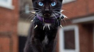 🩸ВОТ КАК ИИ ПРЕДСТАВЛЯЕТ БИЧА ИЗ КОТОВ-ВОИТЕЛЕЙ (В РЕАЛЬНОЙ ЖИЗНИ.)🖤