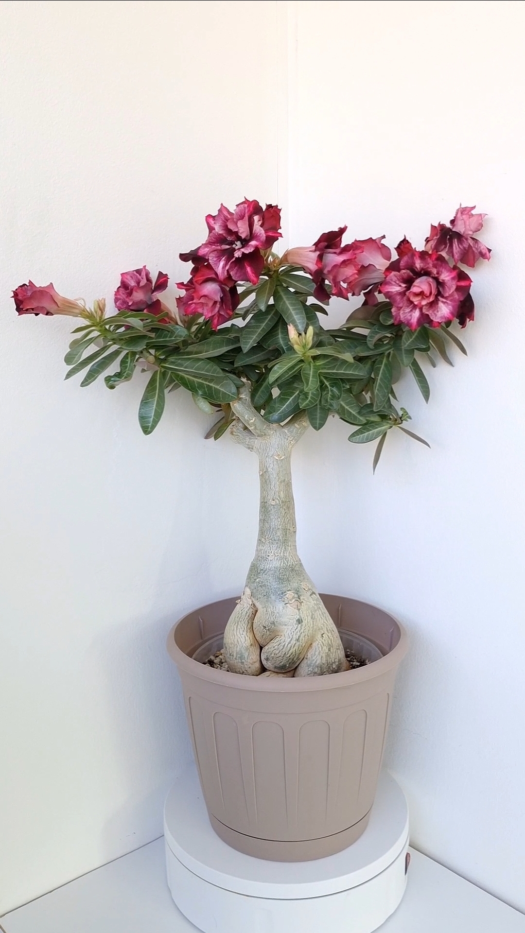 Чеширский кот. Адениум. Выращен из азиатских семян. смотреть онлайн