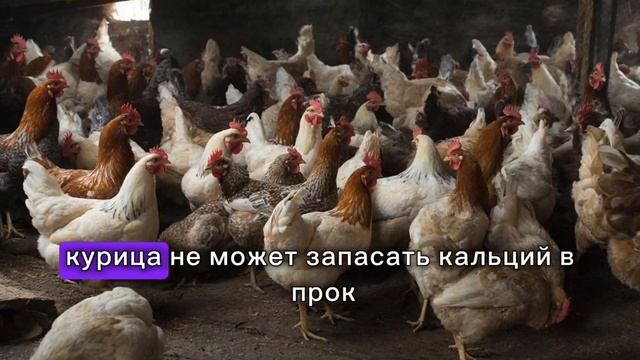 ⛔ Хватит губить кур! 90% кормят правильно, но В НЕПРАВИЛЬНОЕ время