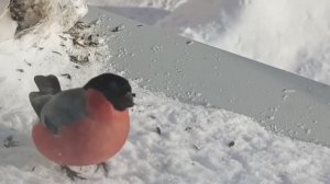 Снова снегири на обеде...