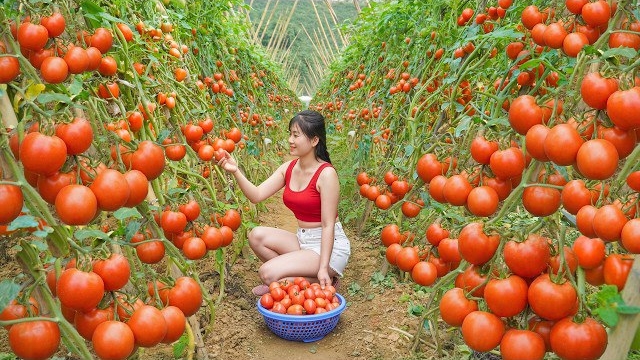 Урожай крупных сочных зимних помидоров несу на продажу на рынок. Готовлю ужин. Нхат смотреть онлайн