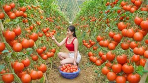 Урожай крупных сочных зимних помидоров несу на продажу на рынок.   Готовлю ужин. Нхат