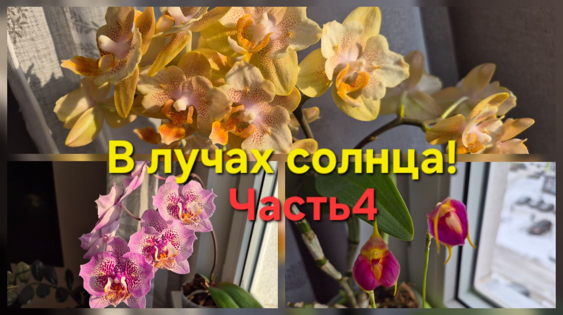 Цветение орхидей!Часть 4!В лучах зимнего солнца! смотреть онлайн