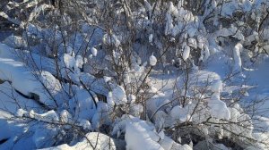 зимний вид на пасеке