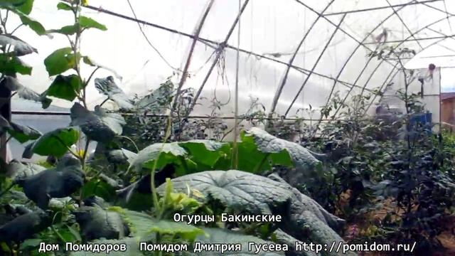 pomidom.ru Огурцы Бакинские. Одни из самых вкусных и ароматных огурцов! Это не гибрид