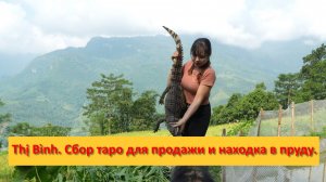 Thị Bình. Вьетнам.  Сбор таро для продажи и находка в пруду.