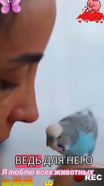 Я люблю всех животных😇 смотреть онлайн