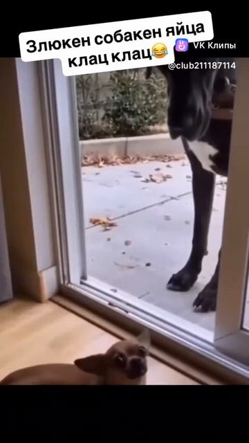 A story about dogs 🐕 смотреть онлайн