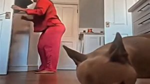 Разные собаки столкнулись с грабителями