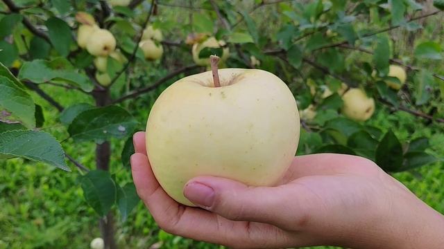 Зайчук — шедевр любительской селекции