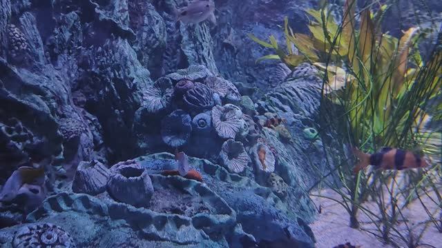 Боция-клоун. Анциструс красный. Радужница Боэсмана. Барбус суматранский. Рыбки. Рыбы. Океанариум РИО