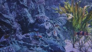 Боция-клоун. Анциструс красный. Радужница Боэсмана. Барбус суматранский. Рыбки. Рыбы. Океанариум РИО