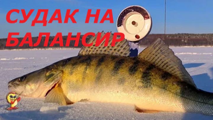 КАК ЛОВИТЬ СУДАКА на БАЛАНСИР в ФЕВРАЛЕ? СНАСТИ для РЫБАЛКИ на СУДАКА ЗИМОЙ! смотреть онлайн