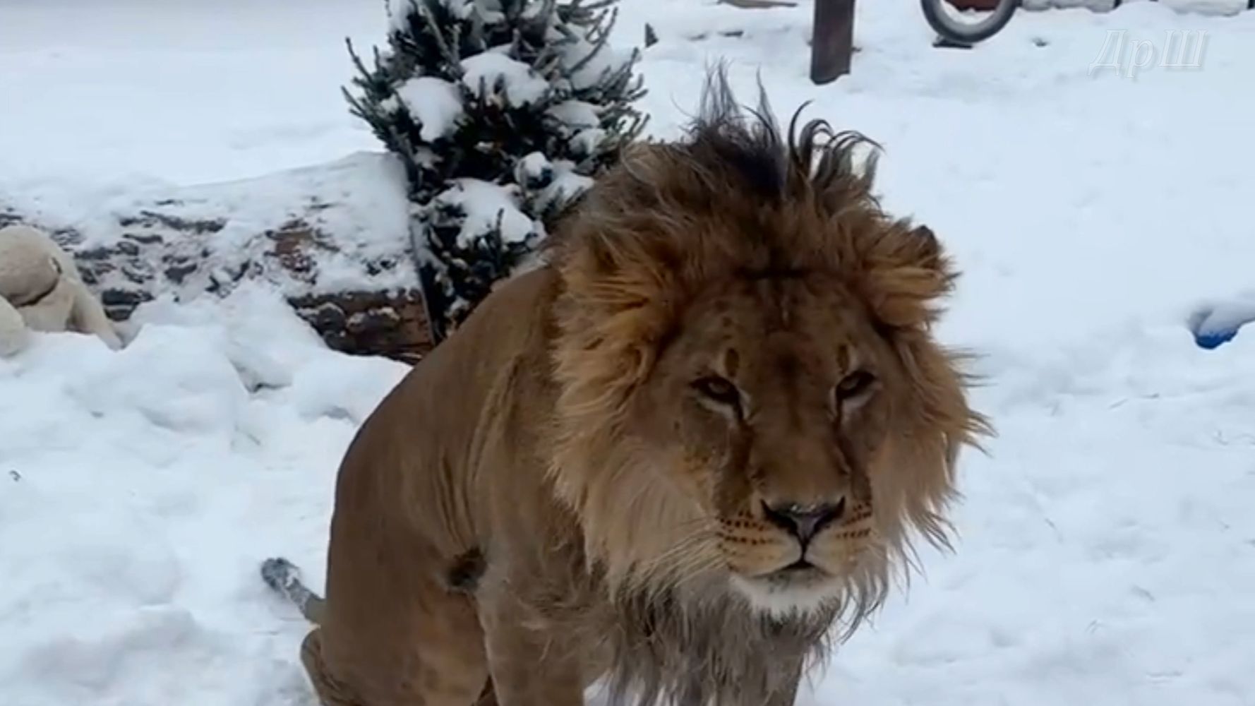 Лохматый кот. Стихи о Шерхане смотреть онлайн