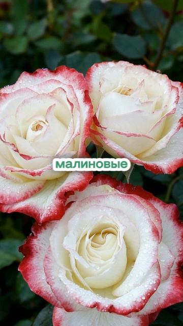 ТОП-5 проверенных сортов роз для сада #сад #розы #огород #саженцы ТОП-5 проверенных сортов роз для сада #сад #розы #огород #саженцы