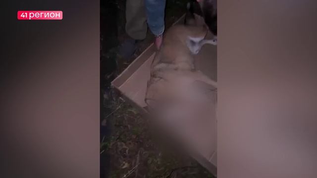 ЖИТЕЛЮ ПЕТРОПАВЛОВСКА НАЗНАЧИЛИ 200 ЧАСОВ ОБЯЗАТЕЛЬНЫХ РАБОТ ЗА УБИЙСТВО ЖИВОТНОГО •НОВОСТИ КАМЧАТКИ смотреть онлайн