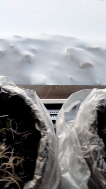 Сосульки, кот, ёлка, сеянцы прострелов и снег. смотреть онлайн